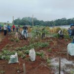 Cultivo sustentável em casa: Sistema de Plantio Direto de Hortaliças começa a ser aplicado para autoconsumo no Oeste
