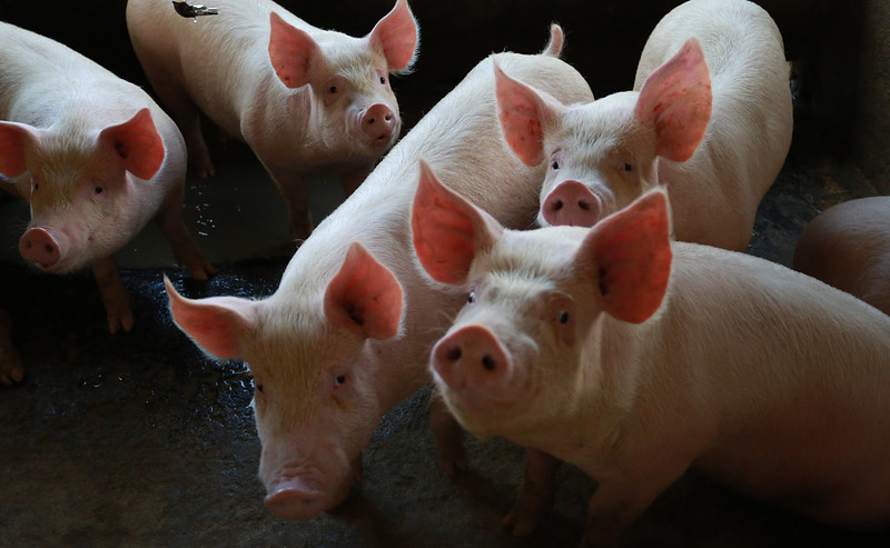 E-book da Epagri/Cepa traz rankings da produção agrícola no estado