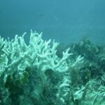 Edital do BNDES destina R$ 43 milhões para proteção de ilhas oceânicas