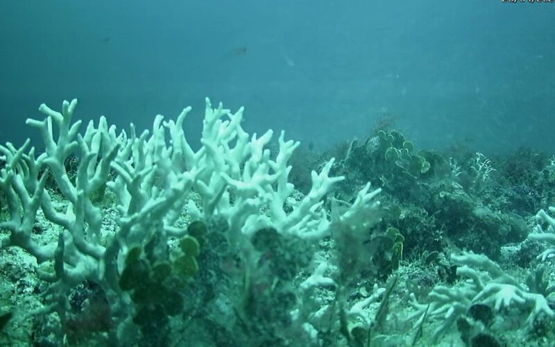 Edital do BNDES destina R$ 43 milhões para proteção de ilhas oceânicas