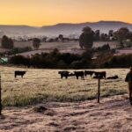 Epagri de Lages orienta sobre cuidados com pastagens e rebanhos no inverno