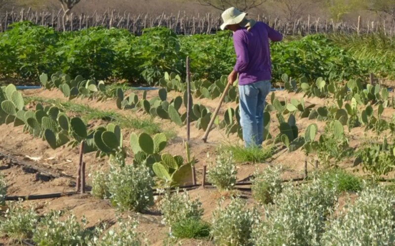 Estudo mostra ganhos necessários para vida digna em áreas do semiárido