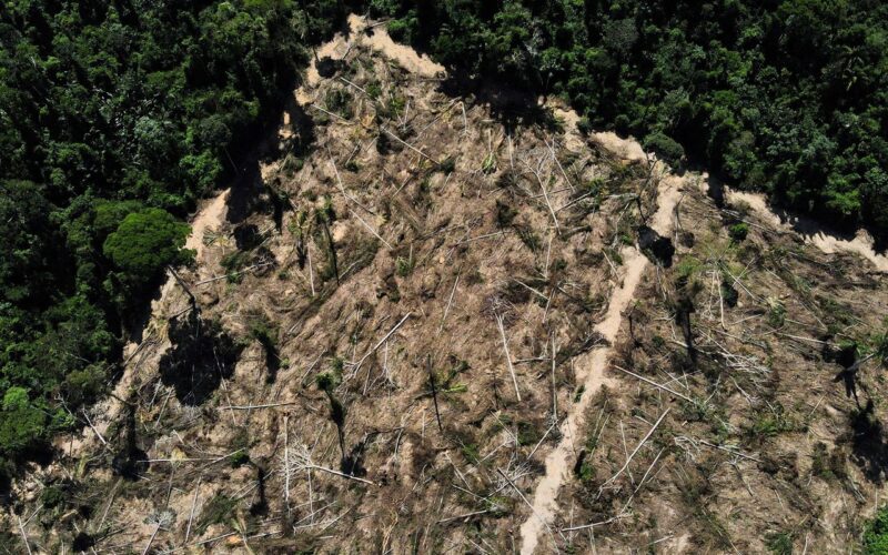 Florestas públicas não destinadas são ameaçadas por crimes ambientais
