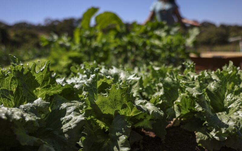 Parceria destina R$ 299 milhões para agricultura familiar na Bahia