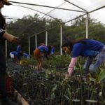 Parceria entre pesquisadores e comunidades protege mangues na Amazônia