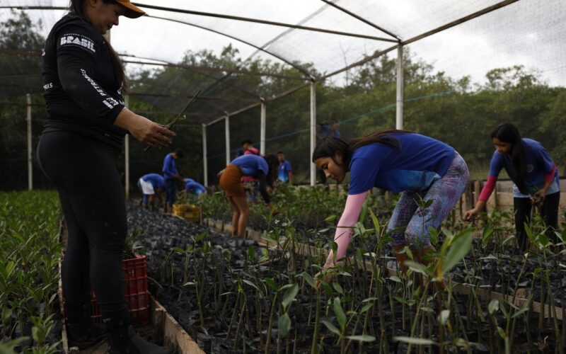Parceria entre pesquisadores e comunidades protege mangues na Amazônia