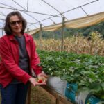 Pesquisa da Epagri promove sustentabilidade e renda no cultivo de morangos com biofertilizante