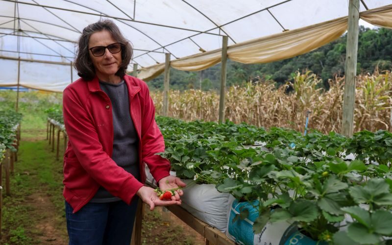 Pesquisa da Epagri promove sustentabilidade e renda no cultivo de morangos com biofertilizante