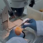Pesquisa fomentada pela Fapesc desenvolve tecnologia para combater a gripe aviária