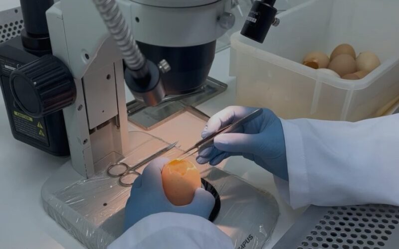 Pesquisa fomentada pela Fapesc desenvolve tecnologia para combater a gripe aviária