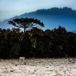 Previsão para o inverno 2025 em Santa Catarina indica frio intenso, geadas e nevoeiros