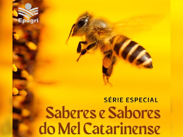 Programa Panorama Agrícola lança série especial de podcasts sobre mel catarinense