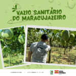 SC define vazio sanitário do maracujazeiro para 2025 e fortalece ações contra a virose do endurecimento dos frutos