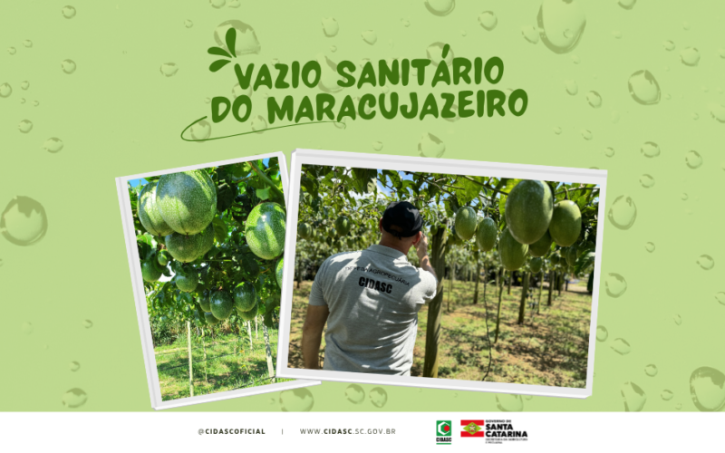 SC define vazio sanitário do maracujazeiro para 2025 e fortalece ações contra a virose do endurecimento dos frutos