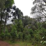 Sabor de preservação: Epagri estimula a produção de erva-mate em agroflorestas