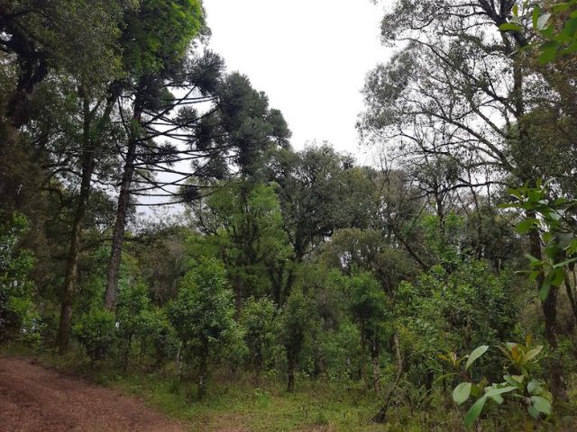 Sabor de preservação: Epagri estimula a produção de erva-mate em agroflorestas