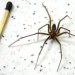 Secretaria da Saúde alerta sobre cuidados com picadas de aranha-marrom