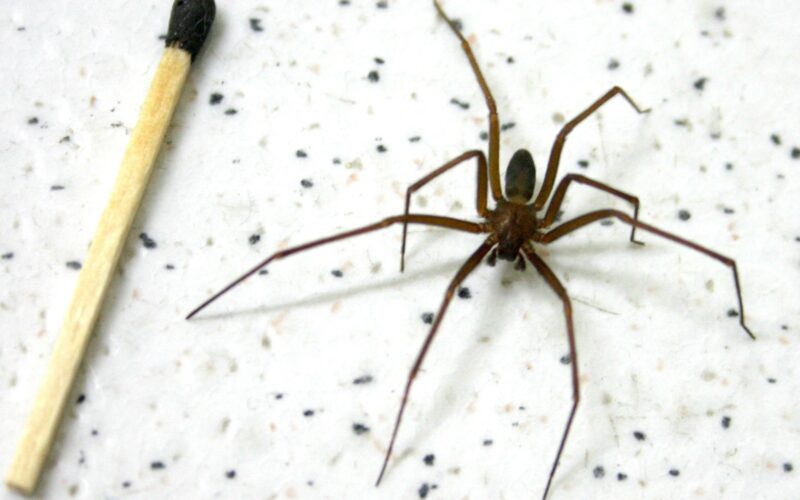 Secretaria da Saúde alerta sobre cuidados com picadas de aranha-marrom