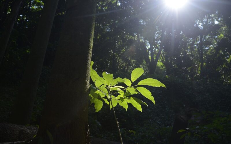 Sesc São Paulo tem programação especial na Semana do Meio Ambiente