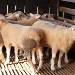 Alto Vale do Itajaí sedia nos dias 11 e 12 o 1º Encontro de Ovinocultores para fortalecer a atividade 