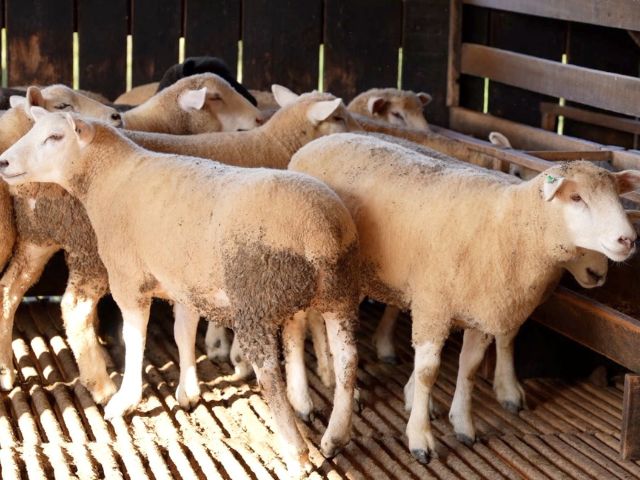 Alto Vale do Itajaí sedia nos dias 11 e 12 o 1º Encontro de Ovinocultores para fortalecer a atividade 