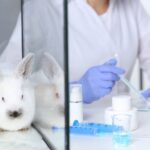 Balanço do semestre: projeto aprovado proíbe uso de animais em testes de cosméticos