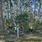 Bombeiros atuam em ocorrências com queda de árvores devido a ventos fortes em Santa Catarina