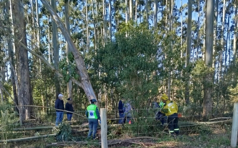 Bombeiros atuam em ocorrências com queda de árvores devido a ventos fortes em Santa Catarina