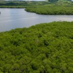 Campanha pede criação de reserva para proteger manguezal em Pernambuco