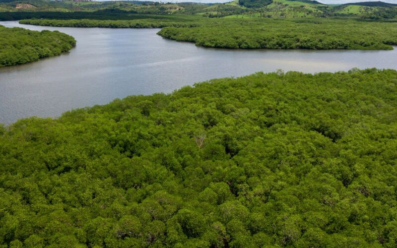 Campanha pede criação de reserva para proteger manguezal em Pernambuco