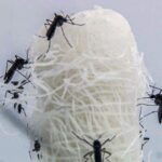 Capital paulista tem queda de 90,5% nos casos confirmados de dengue