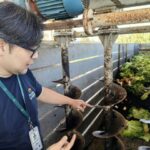 Compostagem garante destinação correta aos resíduos domésticos e hortaliças viçosas para a alimentação da família