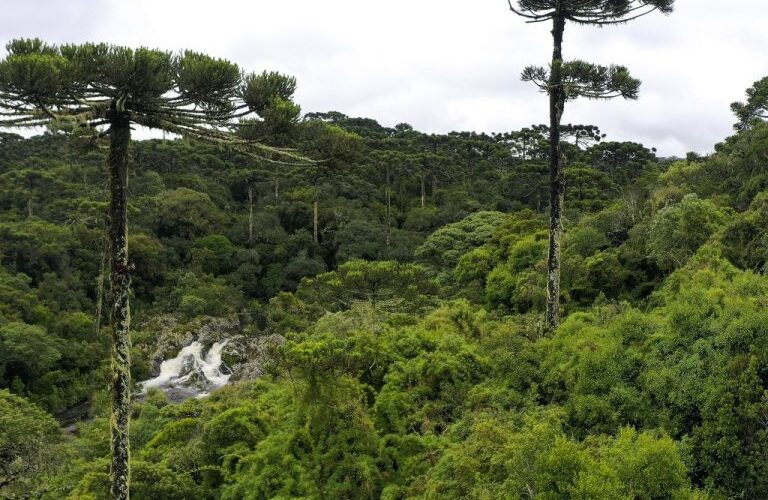 Deputados podem votar hoje o projeto que muda as regras do licenciamento ambiental - Notícias