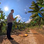 Drones reforçam defesa contra pragas e ajudam Santa Catarina a liderar exportações de banana