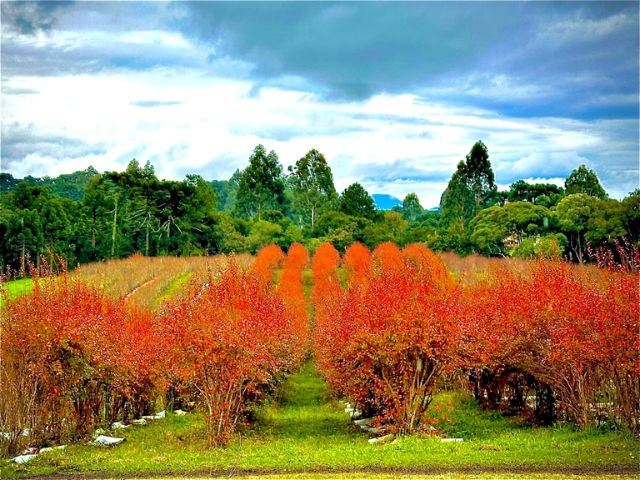 Epagri apoia produção de mirtilo em meio a reflorestamento na Serra Catarinense