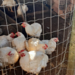 Equipes da Cidasc adotam medidas sanitárias em propriedade com foco de gripe aviária em Meleiro