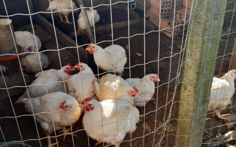 Equipes da Cidasc adotam medidas sanitárias em propriedade com foco de gripe aviária em Meleiro