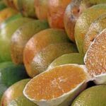Exceções do tarifaço representam 43,4% do valor exportado aos EUA