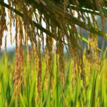Litoral Norte de SC aumenta produção de arroz e alcança marca recorde na safra 2024/25