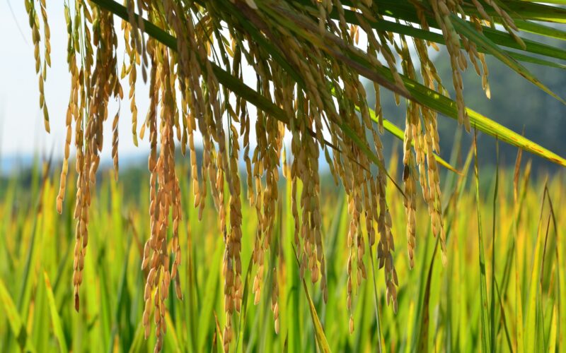 Litoral Norte de SC aumenta produção de arroz e alcança marca recorde na safra 2024/25