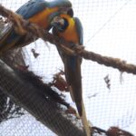 Morte de mais quatro aves fecha ao público zoológico do Rio