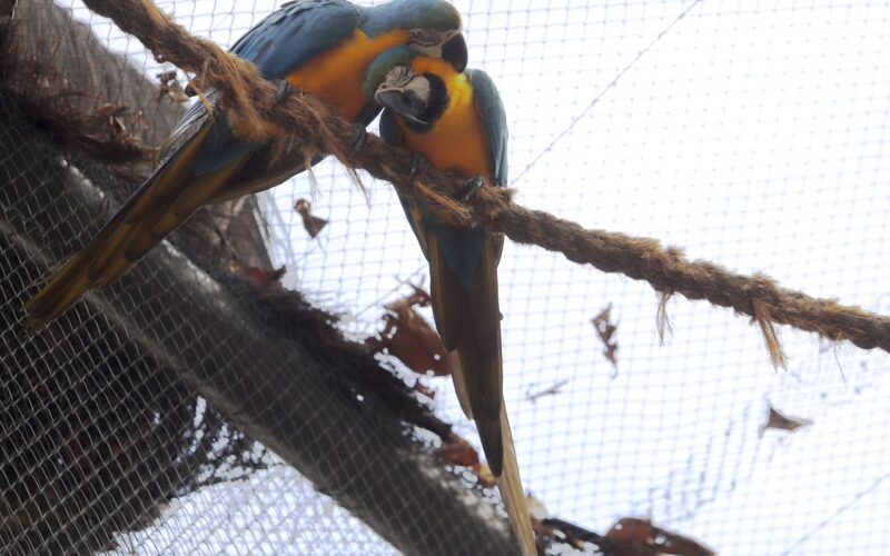 Morte de mais quatro aves fecha ao público zoológico do Rio