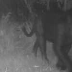 Onça-preta aparece pela primeira vez em reserva no Cerrado