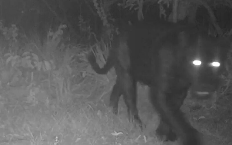 Onça-preta aparece pela primeira vez em reserva no Cerrado