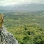 Pesquisador indígena cataloga 150 plantas medicinais de seu território