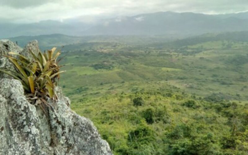 Pesquisador indígena cataloga 150 plantas medicinais de seu território