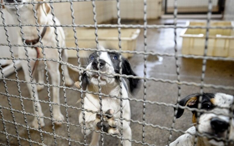 Projeto aprovado na Câmara proíbe uso de animais em testes cosméticos