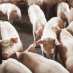 SC bate recorde histórico nas exportações de carne suína e impulsiona desempenho do agronegócio no primeiro semestre