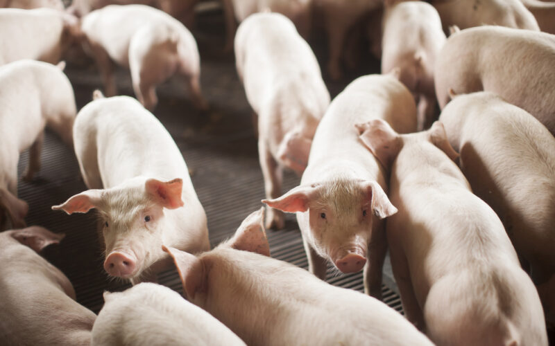 SC bate recorde histórico nas exportações de carne suína e impulsiona desempenho do agronegócio no primeiro semestre