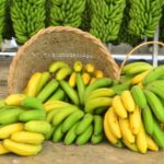 Santa Catarina lidera exportações e prevê safra recorde de banana em 2025
